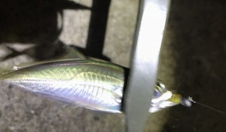 チャリコング楽しそう