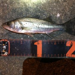 アジングのはずが