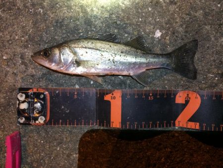 アジングのはずが