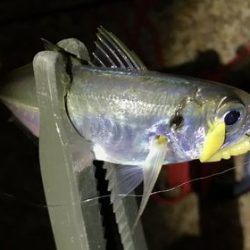 1年ぶりに浮き釣り