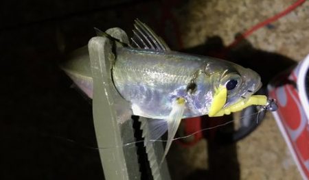 1年ぶりに浮き釣り