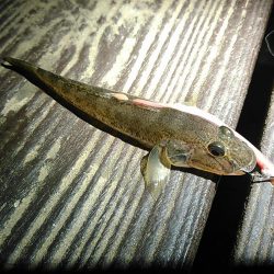 新川、佐鳴湖、シーバス