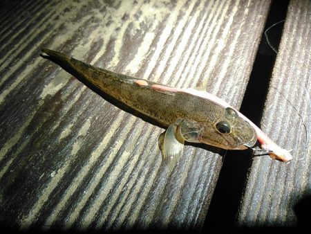 新川、佐鳴湖、シーバス