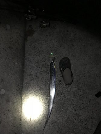 太刀魚しぶかー