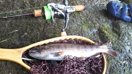 小川でミノーイング