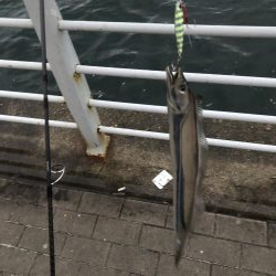 シーサイド タチウオ