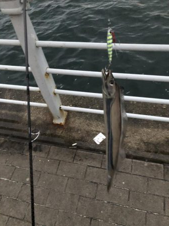 シーサイド タチウオ