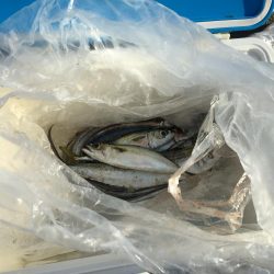 サゴシ！サゴシ！サゴシ！