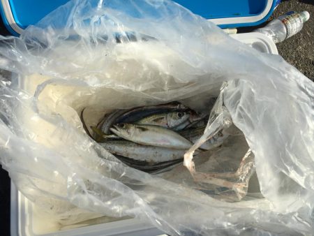 サゴシ！サゴシ！サゴシ！