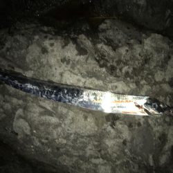 エギングショアジギング