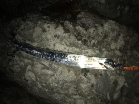 エギングショアジギング