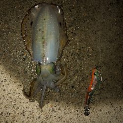 良型になってます