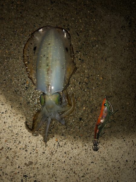 良型になってます