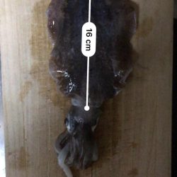 秋イカは何時がピーク？