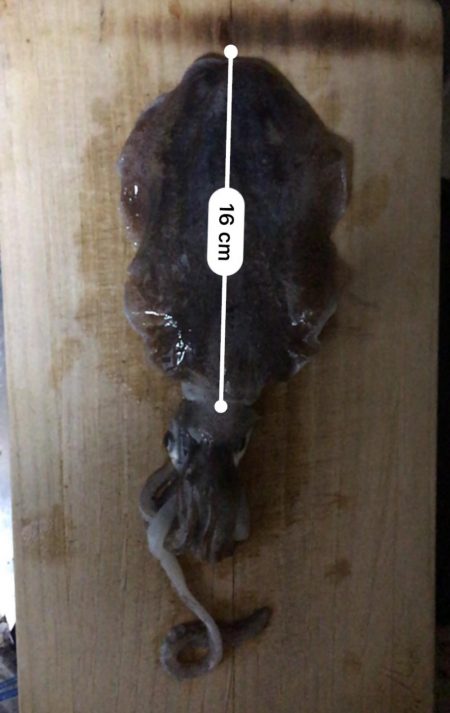 秋イカは何時がピーク？