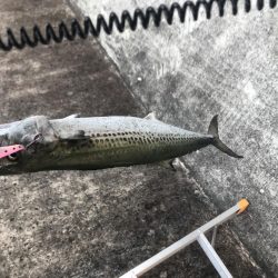 ライトショアジギング