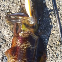 午後からちょこっとだけ