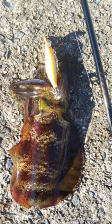 午後からちょこっとだけ