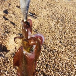 サーフエギング