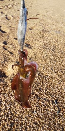 サーフエギング