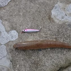 久々のエソさん