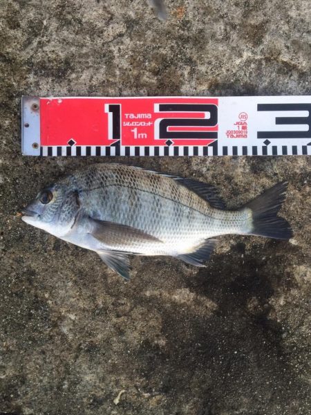 今週の釣果報告！10月20日（土）