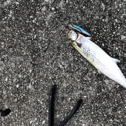 飲ませしか食わんかった