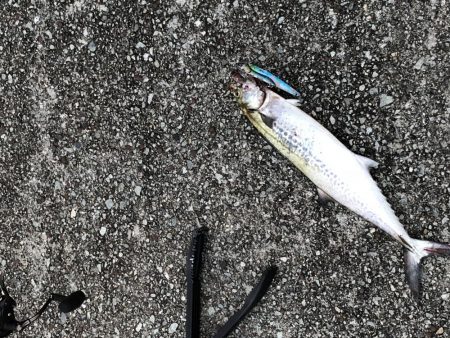 飲ませしか食わんかった