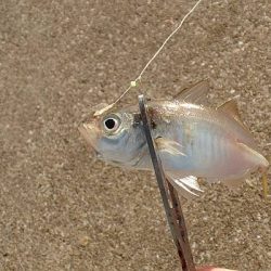 タチウオ留守、サバ留守番