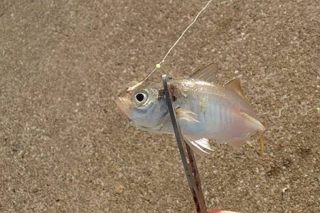 タチウオ留守、サバ留守番