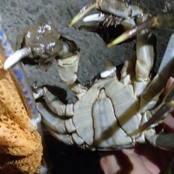 モクズガニ釣り その1