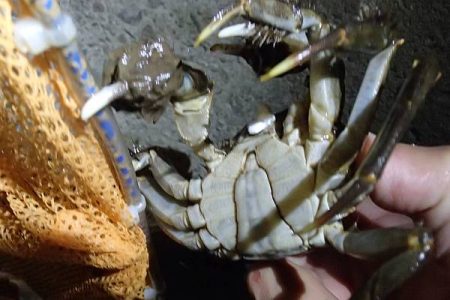 モクズガニ釣り その1