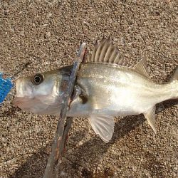 帰ってきたタチウオくん