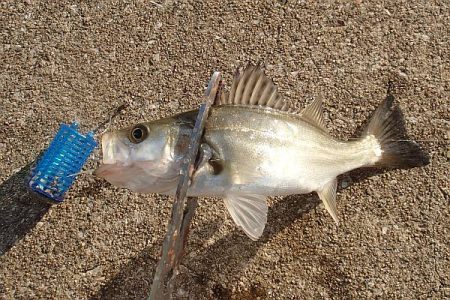 帰ってきたタチウオくん