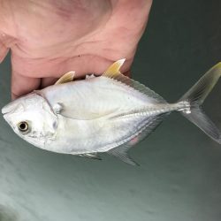 セイゴ〜メッキ