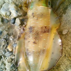 強行しました！