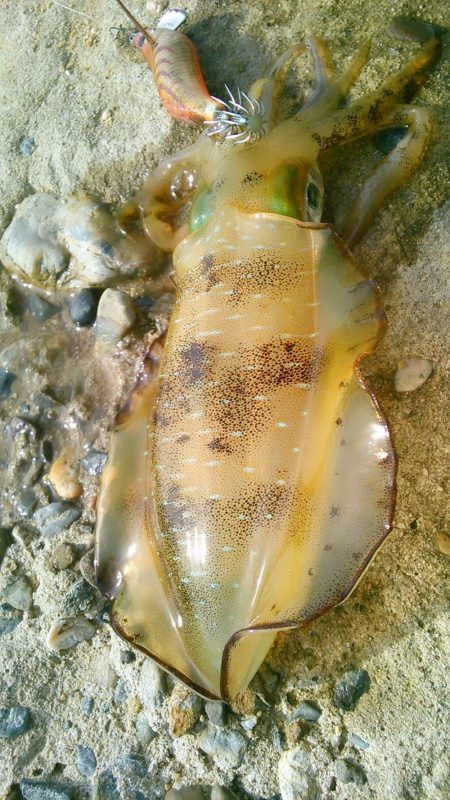 強行しました！