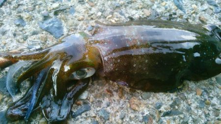 今秋最大530g ↗