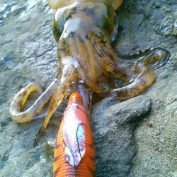 ラン♪ガンしてボツぼつ～♪