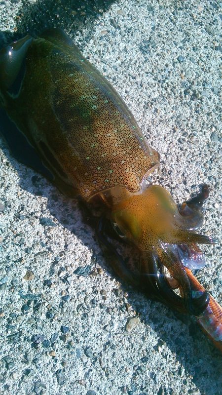 風とうねりで･・･・！