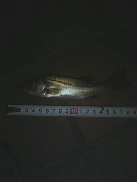 寒くなってきました　～辰巳一付近～