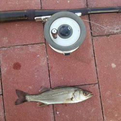 餌付け　～豊洲ぐるり公園～