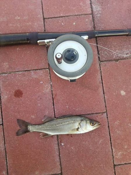 餌付け　～豊洲ぐるり公園～