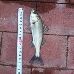 まさかの・・・　～豊洲ぐるり公園～