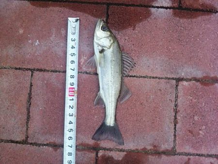 まさかの・・・　～豊洲ぐるり公園～