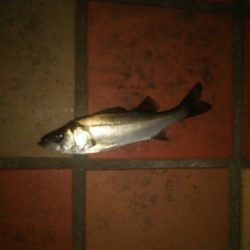 連チャンにて　～辰巳一付近～