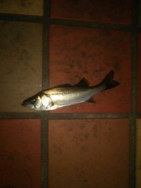 連チャンにて　～辰巳一付近～