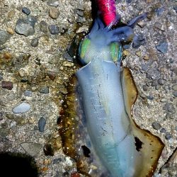 行って良かった