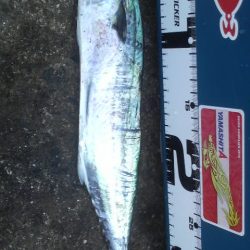 サゴシ回遊の為アオリ避難中?