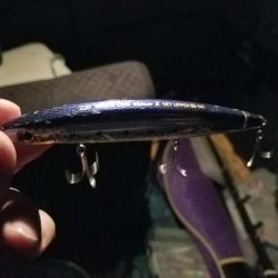 ランカーサイズ!